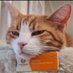 George The Stourbridge Junction Station Cat (@thestourbridge) Twitter profile photo George The Stourbridge Junction Station Cat (@thestourbridge) Twitter profile photo