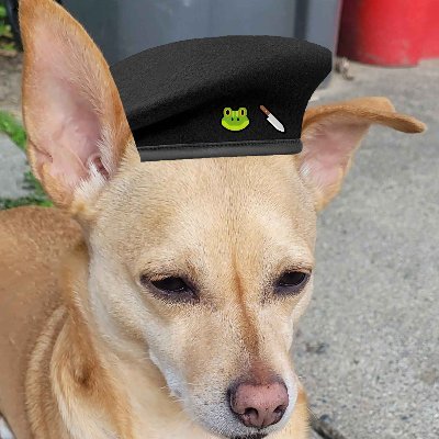 Im Dweebis, the unofficial mascot for the Coqui's Tank section of the South Side sewers! I was rescued by Coqui, a regular local superhero to Doggos!