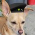 Dweebis (@dweebisthedoggo) Twitter profile photo Dweebis (@dweebisthedoggo) Twitter profile photo