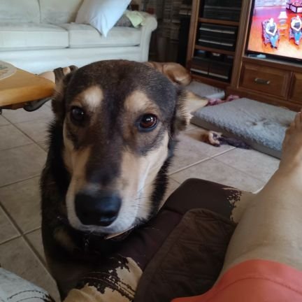 My humoms married 56 years, have 1 son, 2 grandchildren, been in AZ for 26 years, love animals. Mojo passed away. I Koda passed away. So we have Chance