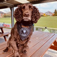 Harry the dog (@heatonstanharry) 's Twitter Profile