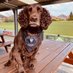 Harry the dog (@heatonstanharry) Twitter profile photo Harry the dog (@heatonstanharry) Twitter profile photo