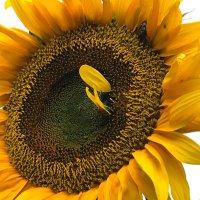 Martin Kinder💚🌻 alle☕️☕️☕️imSchrank (@martinkinder) 's Twitter Profile Photo Martin Kinder💚🌻 alle☕️☕️☕️imSchrank (@martinkinder) 's Twitter Profile Photo