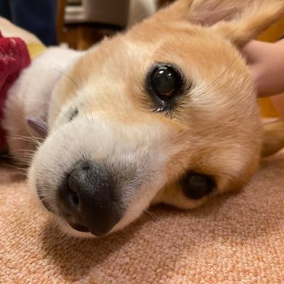 るーさんのプロフィール画像