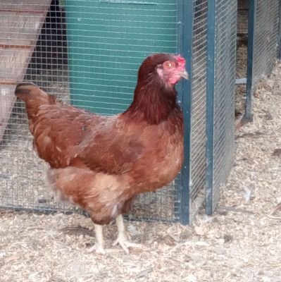 oldredroosterco's profile picture. Husband, father, retired vet, 'Murican.
I aspire to be Gus, but am more like Woodrow.
Asking the hard questions.