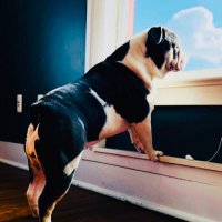 Olive 🌸 (@oliveengbulldog) 's Twitter Profile