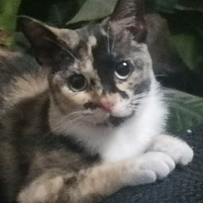 Perrorobot777's profile picture. 