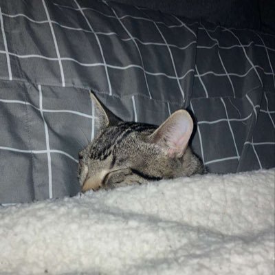 Z00000T's profile picture. 🤔