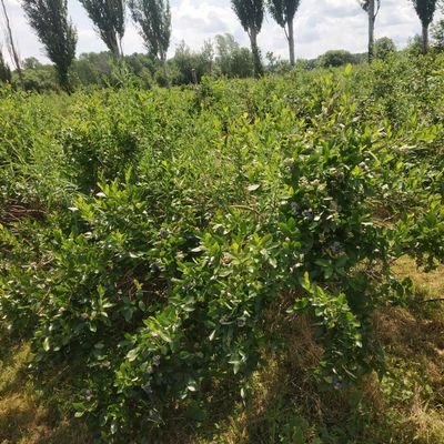 naturezgreat's profile picture. 