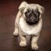 Hope (@dog_beauty1001) Twitter profile photo Hope (@dog_beauty1001) Twitter profile photo