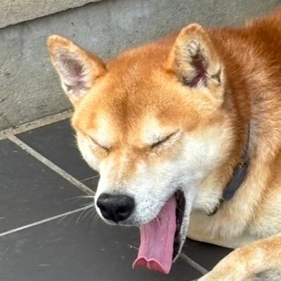 えるぷさんのプロフィール画像