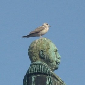 うらにわ🐦‍⬛🐦‍⬛🐦‍⬛さんのプロフィール画像