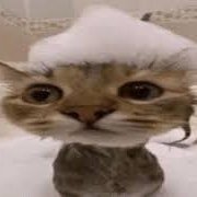 jess (dani's cat) (@420freesex_alt) 's Twitter Profile