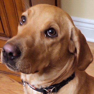 vicsurvivaliste's profile picture. Homme, père, B.A., LL.B., etcetera.  une 👩 deux 🧒👧 et ma belle🐕, adepte d'histoire, de science, de médecine, d'actualité. Esprit encyclopédique.