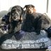 SamsonBleau & SadieMae (@royalredmans) Twitter profile photo SamsonBleau & SadieMae (@royalredmans) Twitter profile photo