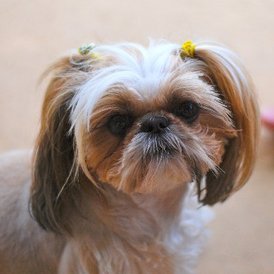 Canine Cuddles Supply House is here to bring you the best supplies for your best buddy.
