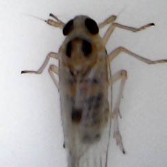 kfifih's profile picture. 