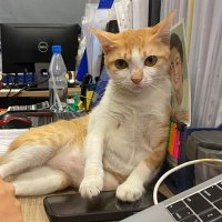 meo xinh (@chilling_bae) 's Twitter Profile