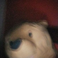 poo (@pooh7407) 's Twitter Profile