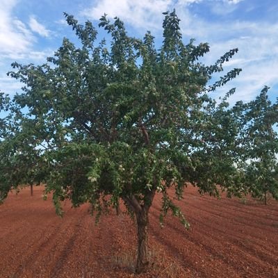 EnfurecidoGanan's profile picture. 