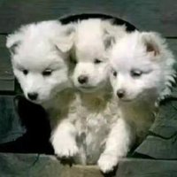 candles🕯🕯🕯 (@candles260703) 's Twitter Profile Photo candles🕯🕯🕯 (@candles260703) 's Twitter Profile Photo