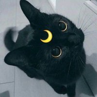 Demo Reaz.btc (@beastb0y_1) 's Twitter Profile