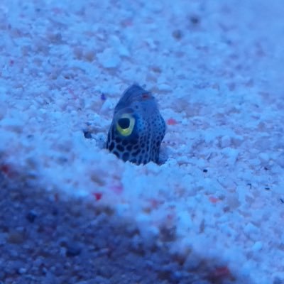 na_be123's profile picture. 20↑┊ねこ鍋┊🍼、🎀🍥⋆͛┊創作と版権┊絵の使用はご本人様のみ！Do not use my artwork.┊ https://t.co/Y8FNEkE7Zf