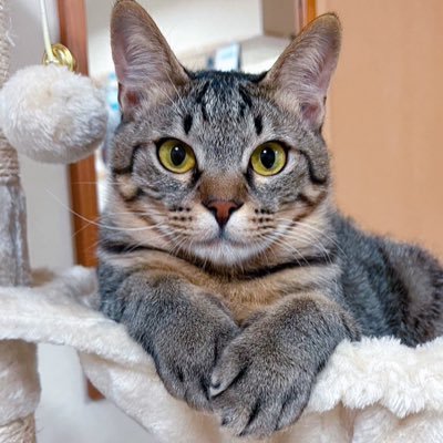 poyo_poyo910's profile picture. その辺にいる主婦。動物好き。セルフネイル/音楽/映画/ドラマ/アニメ/ピアス/料理あたりが程々に好き。異常に早く寝る人。インドア。ずっと鼻炎🥺 ネイルチップ販売してます▶︎@HS_nail_mai