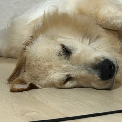 Ohuton_zzZZ's profile picture. マダミス楽しい。RPが一番大好きです。推理も好きだけど深読みしがちで迷探偵なりがち。舌に穴開けてるので滑舌悪いです許して下さい。