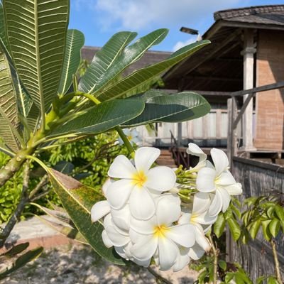 初めまして!インドネシアが好き❤️
久しぶりにバリに行きやっぱり移住したいと思いました🩶大のネコ好き保護猫クロちゃん🩶ポンコツ主婦でございますがみなさまのポストが楽しみで毎日頑張れております🩶たまに愚痴もありますがお許しを🙏知らないことばかりですが宜しくお願いします✨