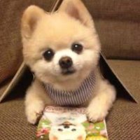 クーポメ (@tosu5580) 's Twitter Profile Photo クーポメ (@tosu5580) 's Twitter Profile Photo