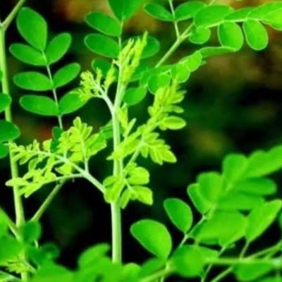 pucukkelor's profile picture. 