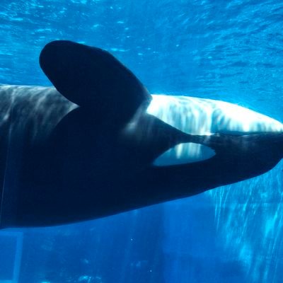 giheimochioishi's profile picture. 25↑/腐/GQX中心/🟥🟩/🟧🟩/⬜️🟥