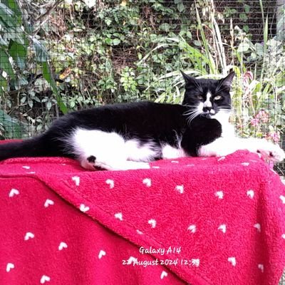 British&European🇪🇺🐈⬛Simple Minds 💙💙💙💙💙#NHS.Slava Ukraini!
Bluesky: @jondavies.bsky.social.All offensive morons will be blocked and insulted.