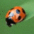 hikerumihujo's profile image