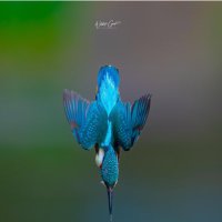 Darren (George) Best - also on Bluesky (@wildlifegeekpix) 's Twitter Profile Photo