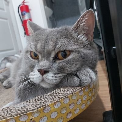 moonhaloFlowDx's profile picture. 