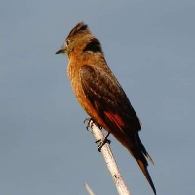 patriaultrajada's profile picture. produtora, jornalista, de bem com a vida, roqueira desde pequenininha. Conservadora.