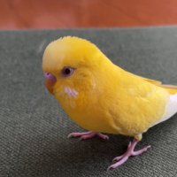 ポーちゃん🦜✨ (@gogomituhiro) 's Twitter Profile Photo ポーちゃん🦜✨ (@gogomituhiro) 's Twitter Profile Photo