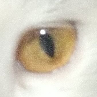 pardologica's profile picture. just here to see news yay