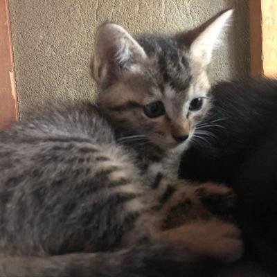 埼玉県春日部市で主にTNR活動をしております☺
保護した子たちの管理、譲渡も行ってます❣
新しい家族を迎えたい方DM受け付けております☺
https://t.co/RPki6rgLM7