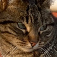 Karmageddon (@lieblingsstarr) 's Twitter Profile