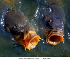 tictac1966's profile picture. Massive Gooner & Love it on the bank!