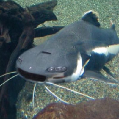 BeanPapi666's profile picture. 