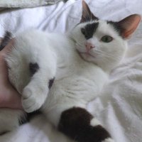 Flynn (@flynnwright) 's Twitter Profile