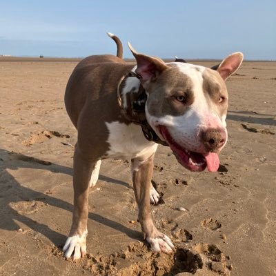 BuddyLovesAmber's profile picture. #mates