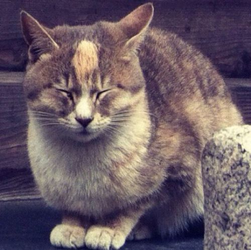 operacobart's profile picture. 楽観的ペシミスト/明日できることは明日やる/写真/音楽/旅/アート/イベント/お酒/おいしいもの/TOKYO