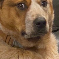Justlookin (@havinagork) 's Twitter Profile