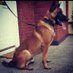 South Side K9 Built On Experience (@southsidek9) Twitter profile photo South Side K9 Built On Experience (@southsidek9) Twitter profile photo