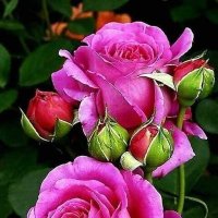 رحاب الحسيني (@rhaabalhusiny) 's Twitter Profile
